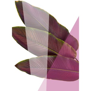 Acrylglasbild QUEENCE Blätter Bilder Gr. B/H/T: 100 cm x 150 cm x 2,4 cm, lila Acrylglasbilder