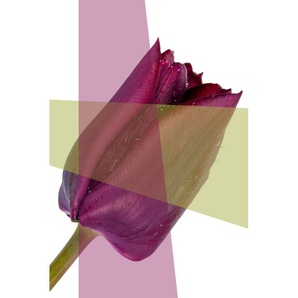 Acrylglasbild QUEENCE Blume Bilder Gr. B/H/T: 100 cm x 150 cm x 2,4 cm, lila Acrylglasbilder