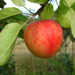 Apfel »Cox Orange«, Allergiker verträglich, winterhart, mehrjährig, 1 Pflanze