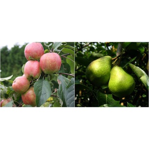 Apfel »Gravensteiner« und Birne »Williams Christ«, 2 Pflanzen, Buschbaum, winterhart