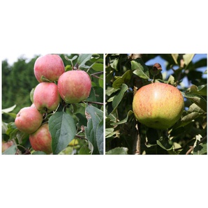 Apfel »Gravensteiner« und »Jonagold«, 2 Pflanzen, Buschbaum, 300 - 400 cm Wuchshöhe