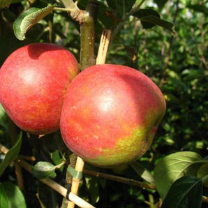 Apfelbaum »Roter Boskoop«, winterhart, 1 Pflanze, 80 bis100 cm Lieferhöhe