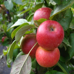 Apfelbaum »Starcats«, Säulenobst, Malus domestica, süßsäuerlich, winterhart, mehrjährig