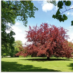 Artland Alu-Dibond-Druck Blutbuche im Park, Wiesen & Baumbilder (1 St), für Innen- und Außenbereich geeignet, Outdoorbild