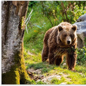 Artland Alu-Dibond-Druck Braunbär auf Wanderung, Bären (1 St), für Innen- und Außenbereich geeignet, Outdoorbild