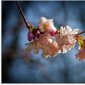 Artland Alu-Dibond-Druck Kirschblüte im Frühling, Blumenbilder (1 St), für Innen- und Außenbereich geeignet, Outdoorbild