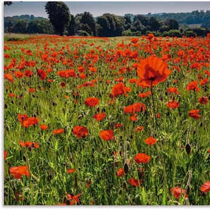 Artland Alu-Dibond-Druck Mohnblumenwiese II, Blumenwiese (1 St), für Innen- und Außenbereich geeignet, Outdoorbild