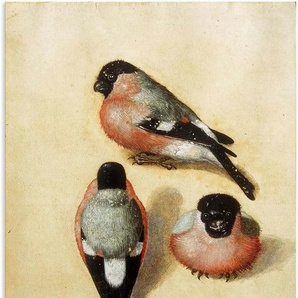 Artland Alu-Dibond-Druck Vogel in drei Positionen.1520, Vogelbilder (1 St), für Innen- und Außenbereich geeignet, Outdoorbild