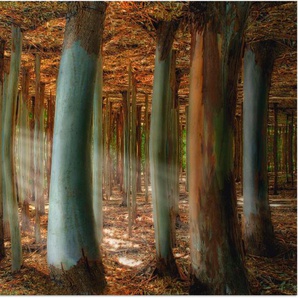 Artland Alu-Dibond-Druck Zauberwald, Wald (1 St), für Innen- und Außenbereich geeignet, Outdoorbild