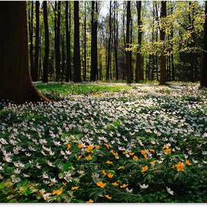 Artland Glasbild Frühlingswald bedeckt mit Windröschen, Wald (1 St), in verschiedenen Größen