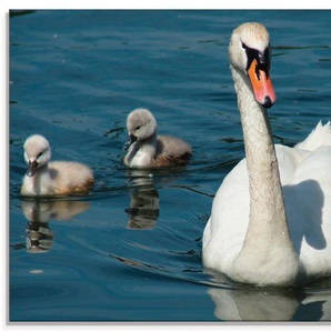 Artland Glasbild Höckerschwan Familie, Vögel (1 St), in verschiedenen Größen