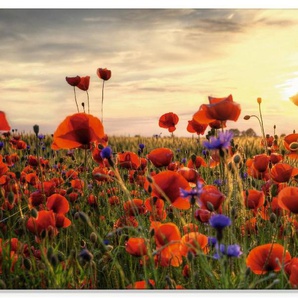 Artland Glasbild Mohnblumen, Blumen (1 St), in verschiedenen Größen