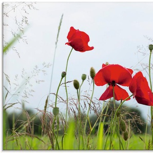 Artland Glasbild Mohnblumen I, Blumen (1 St), in verschiedenen Größen