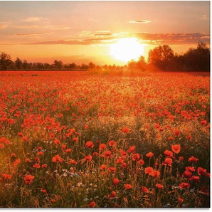 Artland Glasbild Mohnblumenfeld bei Sonnenuntergang, Blumen (1 St), in verschiedenen Größen