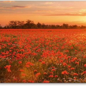 Artland Glasbild Mohnblumenfeld bei Sonnenuntergang, Blumen (1 St), in verschiedenen Größen