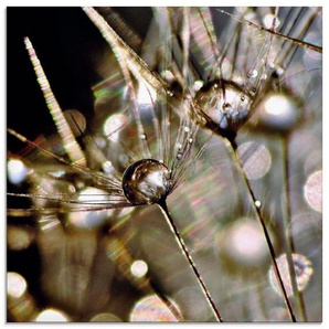 Artland Glasbild Pusteblume mit Wasserperlen, Blumen (1 St), in verschiedenen Größen