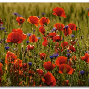 Artland Glasbild Sommermohn, Blumen (1 St), in verschiedenen Größen