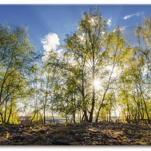 Artland Leinwandbild Frühlingssonne, Wald (1 St), auf Keilrahmen gespannt