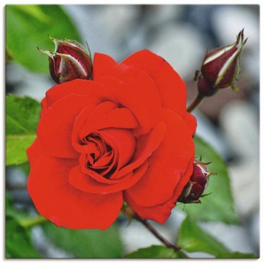 Artland Wandbild Rote Rosenblüte mit Knospen, Blumen (1 St), als Leinwandbild, Wandaufkleber in verschied. Größen