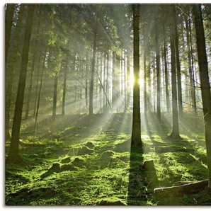 Artland Wandbild Wald im Gegenlicht, Wald (1 St), als Leinwandbild, Poster in verschied. Größen