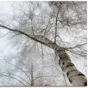 Artland Wandbild Winter Birke, Bäume (1 St), als Leinwandbild, Wandaufkleber in verschied. Größen