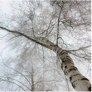 Artland Wandbild Winter Birke, Bäume (1 St), als Leinwandbild, Wandaufkleber in verschied. Größen