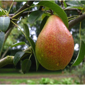 Birne Gute Luise, Buschbaum