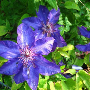 Clematis The President®