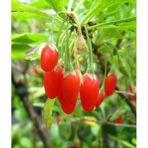 Goji-Beere, winterhart, mehrjährig, 1 Pflanze, 3 m Wuchshöhe, 2 Liter Container