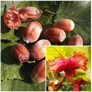 Haselnussbaum »Rote Zellernuss«, mittelgroße Nüsse, mit dunkelroten Kätzchen, winterhart