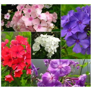 Hoher Staudenphlox, 5er Set im 1 Liter Topf, 5 verschiedene Farben