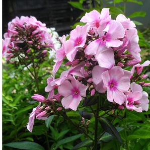 Hoher Staudenphlox, rosa blühend, 2 Pflanzen im 1 Liter Topf