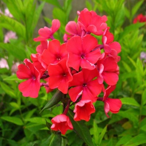 Hoher Staudenphlox, rot blühend, 2 Pflanzen im 1 Liter Topf