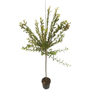 Japanisches Harlekinweide-Stämmchen Hakuro Nishiki, 3 Liter Topf, ca. 90 - 110 cm