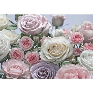 Komar Fototapete Floraison, Creme, Rosa, Papier, Rose, 368x254 cm, Fsc, Made in Germany, Tapeten Shop, Fototapeten