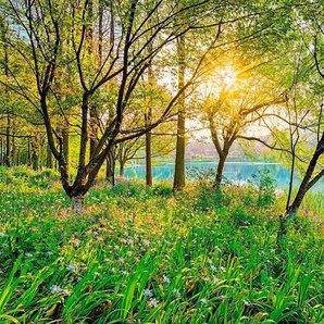 Komar Fototapete Spring Lake, 368x254 cm (Breite x Höhe), inklusive Kleister