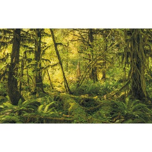 Komar Vliestapete, Bäume, 400x250 cm, FSC Mix, Tapeten Shop, Vliestapeten