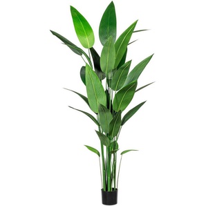 Künstliche Zimmerpflanze Wassercanna Wassercanna, Creativ green, Höhe 210 cm