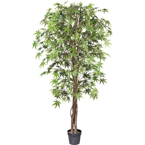 Kunstbaum Japanischer Fächerahorn Ficus Benjamini, Creativ green, Höhe 200 cm, mit Naturstamm