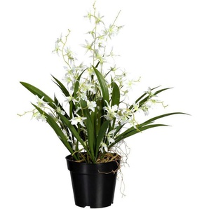 Kunstorchidee Oncidie Dancing Queen Orchidee Oncidie, Creativ green, Höhe 60 cm