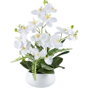 Kunstorchidee Orchidee Phalaenopsis, Creativ green, Höhe 55 cm, mit Farnzweigen