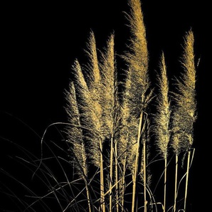 Leonique Acrylglasbild Pampas Gras - Acrylbilder mit Blattgold veredelt, (1 St), Goldveredelung, Handgearbeitet, Gerahmt, Edel