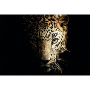 Monee Glasbild Leopard, Schwarz, Beige, Glas, 120x80 cm, Fotografie, Bilder Und Zubehör, Wandbilder, Glasbilder