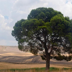 Papermoon Fototapete Baum in Landschaft