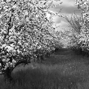 Papermoon Fototapete Baumplantage Schwarz & Weiß