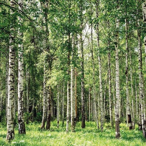 Papermoon Fototapete Birch Forest, glatt