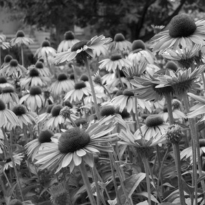 Papermoon Fototapete Blumen Schwarz & Weiß