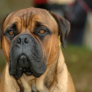 Papermoon Fototapete Bullmastiff-Porträt