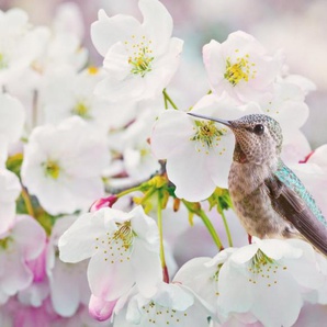 Papermoon Fototapete Cherra Blossoms, glatt