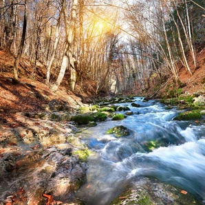 Papermoon Fototapete Fluss durch Wald